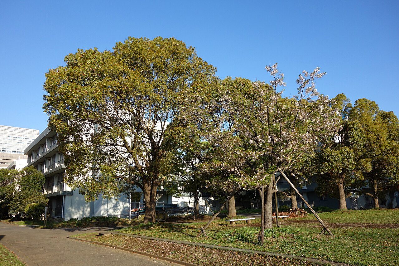 Trees and lawn on the Shinagawa campus of Tokyo University of Marine Science and Technology