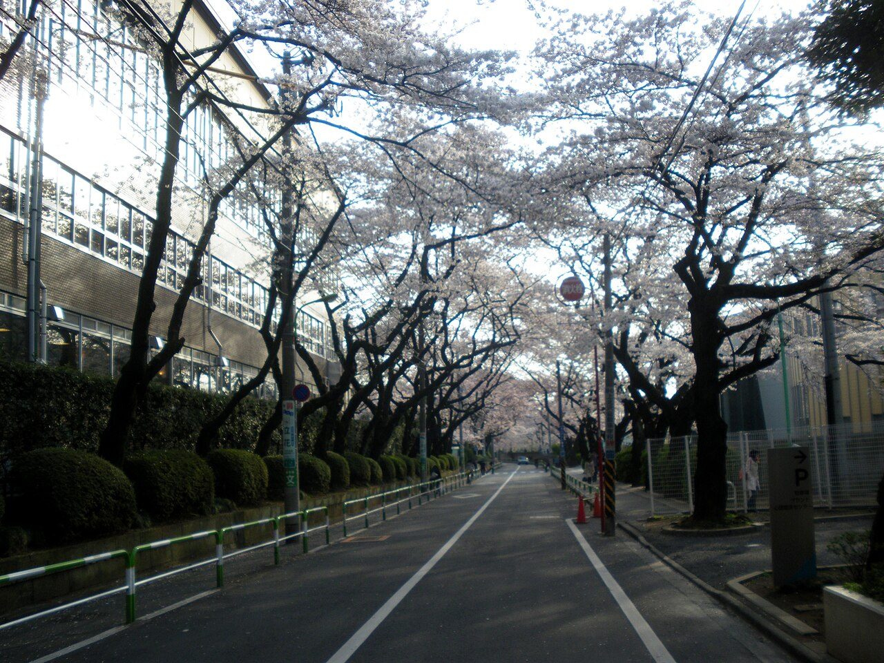 The cherry-lined avenue at Nihon University College of Humanities and Sciences in Setagaya